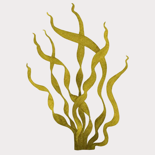 FUCUS 1